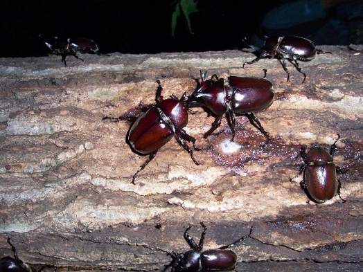 オオムラサキ、オオクワガタ、の里「日野春」昆虫観察、採取。ホタル鑑賞ホタル舞う自然の川。